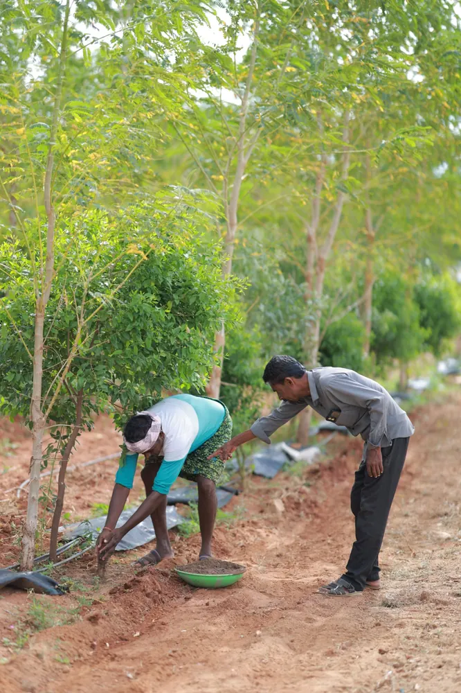 SmartAgro agronomy team planting in the field