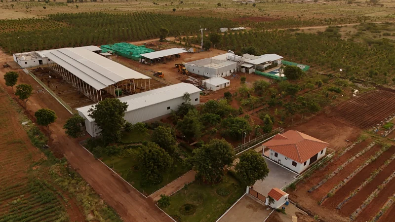 Aerial view of a managed farm campus with dairy, orchard rows and a farmhouse