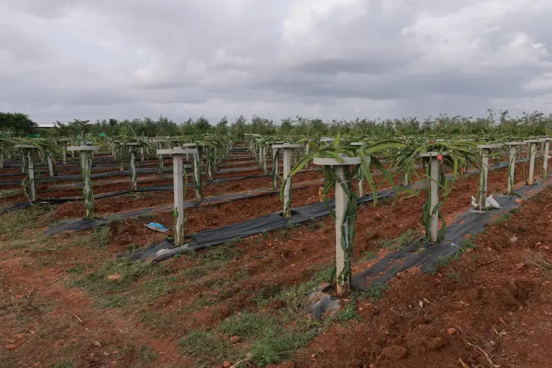 Dragon fruit growing on posts with drip lines and mulch