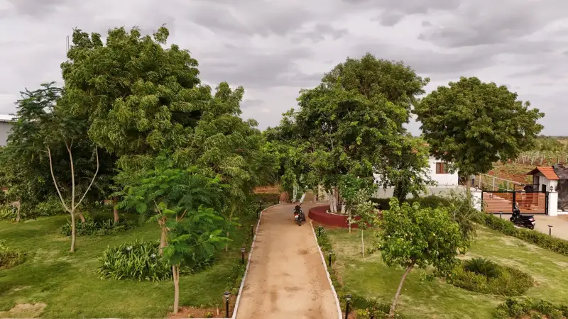 Tree-lined driveway and lawns on the GreenX campus