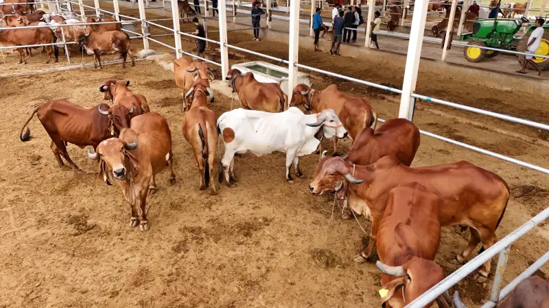 Gir cows at the GreenX farm dairy