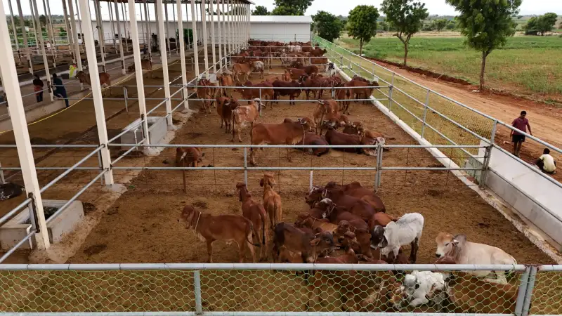 The dairy at the GreenX farm, looked after by our team