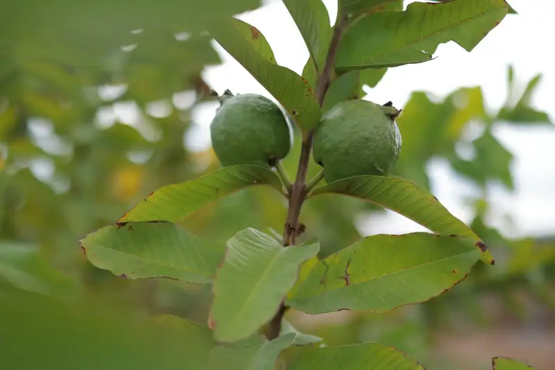 Guava growing as an intercrop at GreenX