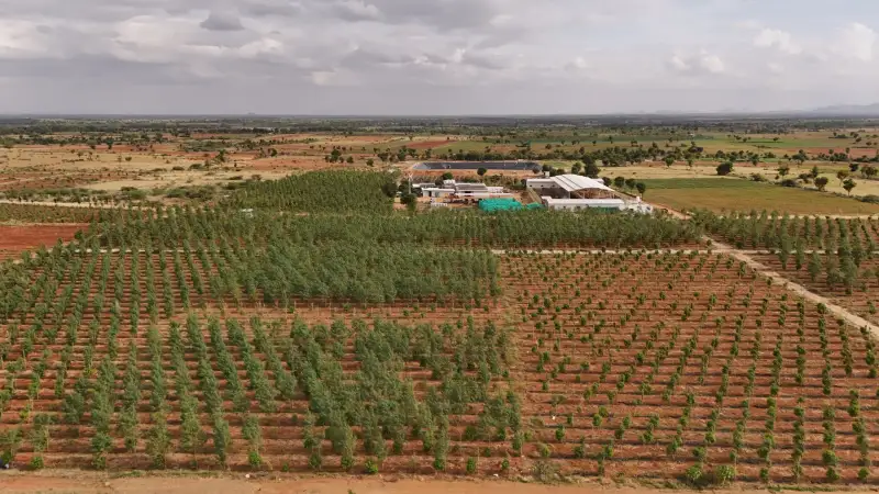 Rows of young sandalwood with the GreenX farm campus behind
