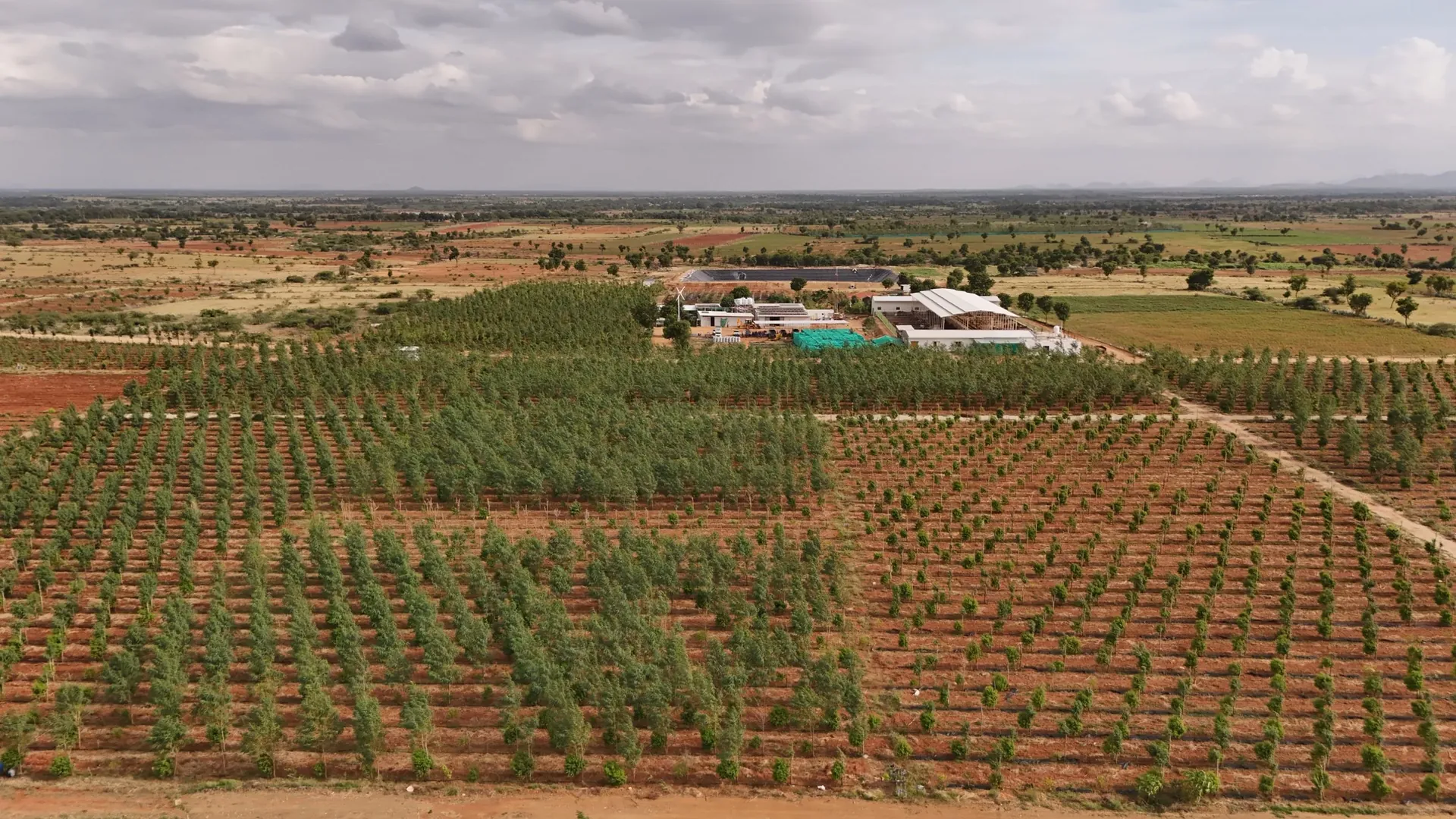 Sandalwood rows and the GreenX farm campus