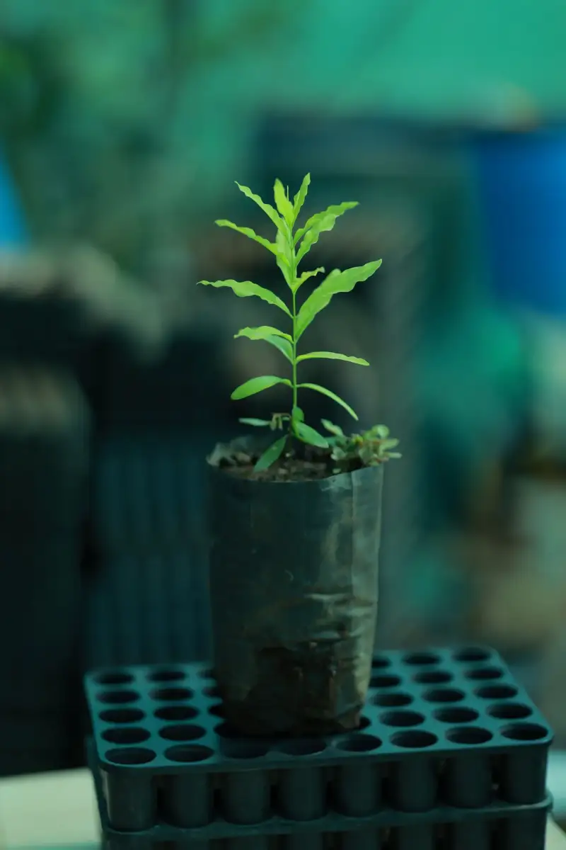 A young sapling in a grow bag at the farm nursery