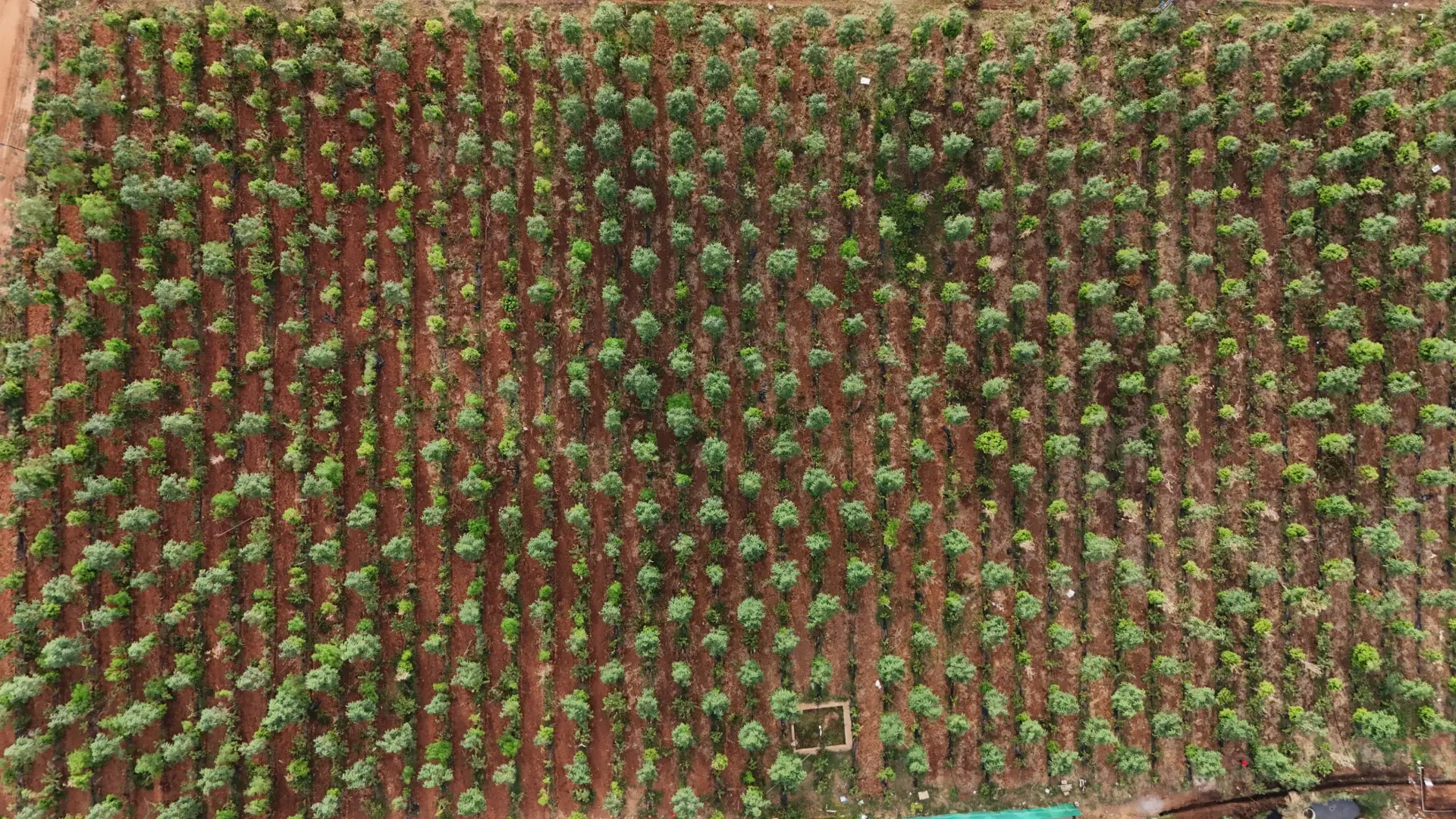 Drone view looking straight down on GreenX sandalwood rows, farm roads and the campus near Lepakshi
