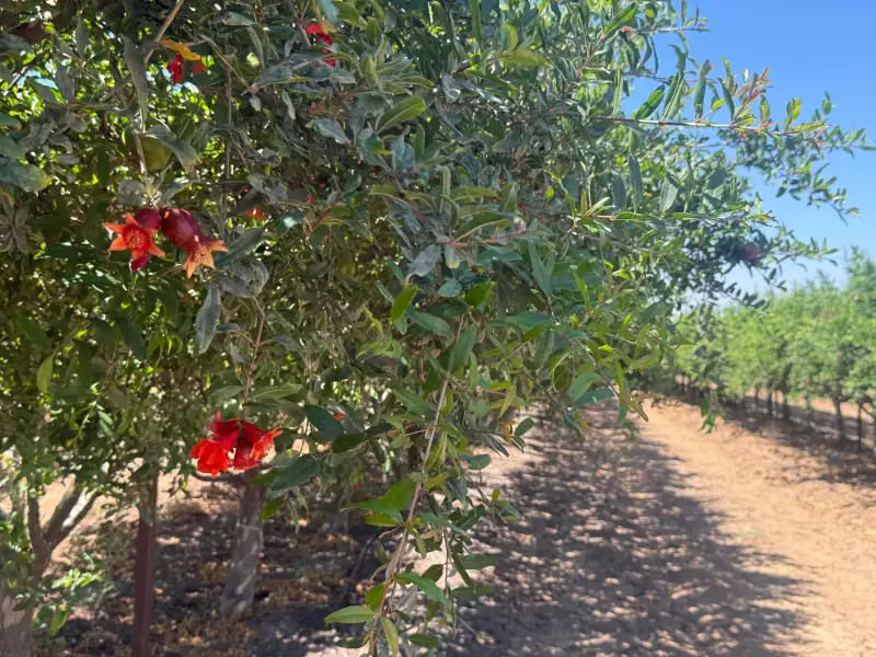 Pomegranate trees in flower along an orchard row (representative photo)