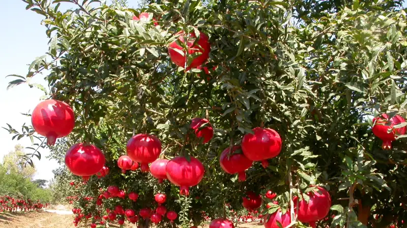 Pomegranate trees heavy with bright red fruit (representative photo)