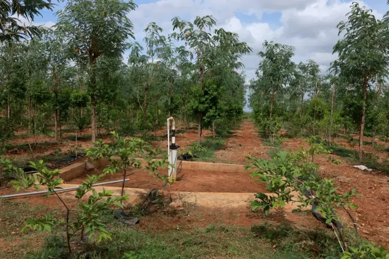 Rows of sandalwood and host trees on drip irrigation