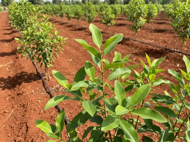 Indian sandalwood saplings on drip irrigation at a SmartAgro farm