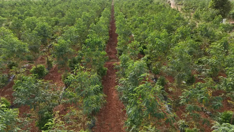 Rows of sandalwood and host trees at Timber near Hindupur